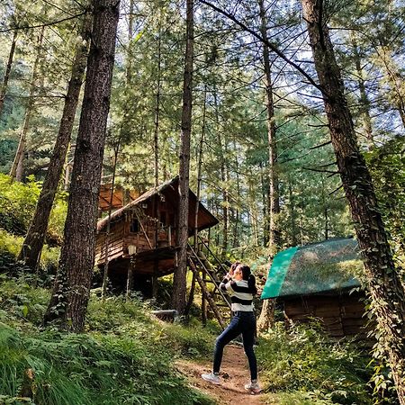 Livingstone Ojuven Treehouses Shimla Ngoại thất bức ảnh